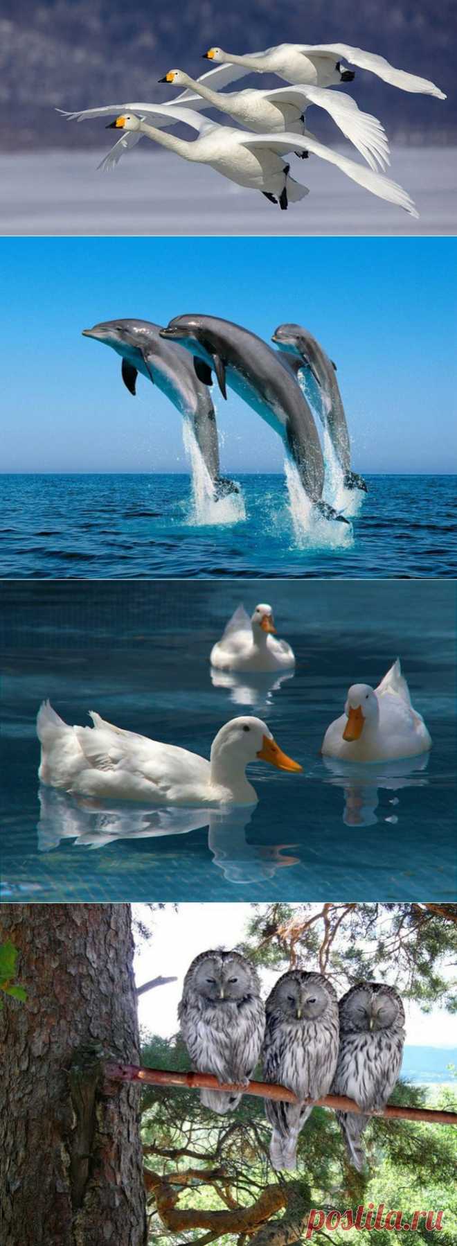 тройняшки
