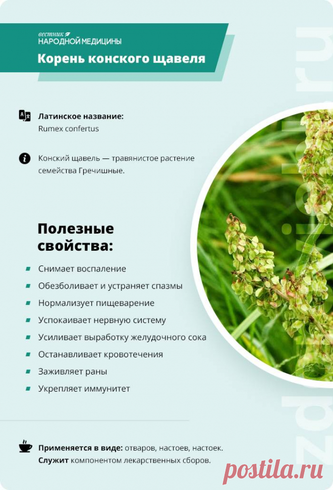Корень конского щавеля