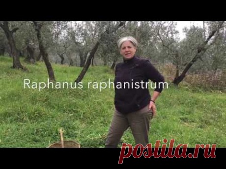 Alla ricerca delle erbe selvatiche commestibili di febbraio