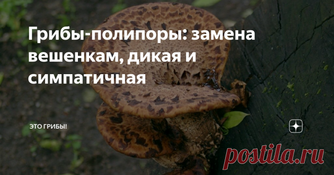 Грибы-полипоры: замена вешенкам, дикая и симпатичная Вешенку можно назвать самым неинтересным грибом после шампиньона. Многие века коммерциализации убили интригу. Вешенка - это магазин; и даже если весной, когда по темным углам лежит снег, и еще не до конца понятно, кто, где, когда, кого и сколько раз выгуливал... Даже если в такой момент мы видим на старом тополе плотный сизый сросток устричной вешенки, нам кажется, что гриб, сбежавший из