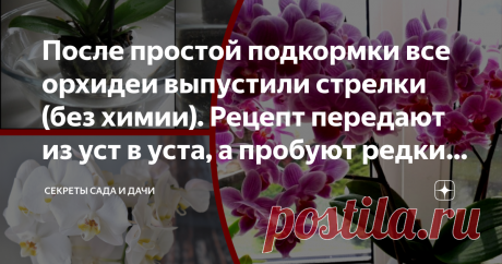 После простой подкормки все орхидеи выпустили стрелки (без химии). Рецепт передают из уст в уста, а пробуют редкие счастливчики Сегодня на повестке дня – исключительная по своей полезности подкормка для орхидеи фаленопсис, которую каждый владелец может сделать своими руками и буквально за копейки.
В статье вы прочитаете, в каком случае нужна подкормка, как правильно ее сделать и – главное – как удобрять фаленопсис, чтобы достичь максимального результата.
Я часто встречала в интернете