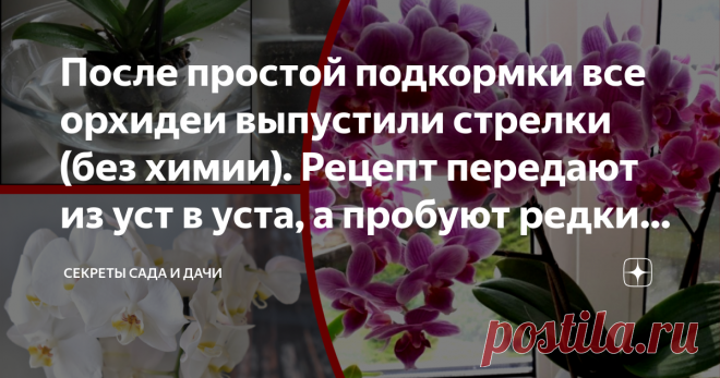 После простой подкормки все орхидеи выпустили стрелки (без химии). Рецепт передают из уст в уста, а пробуют редкие счастливчики Сегодня на повестке дня – исключительная по своей полезности подкормка для орхидеи фаленопсис, которую каждый владелец может сделать своими руками и буквально за копейки.
В статье вы прочитаете, в каком случае нужна подкормка, как правильно ее сделать и – главное – как удобрять фаленопсис, чтобы достичь максимального результата.
Я часто встречала в интернете
