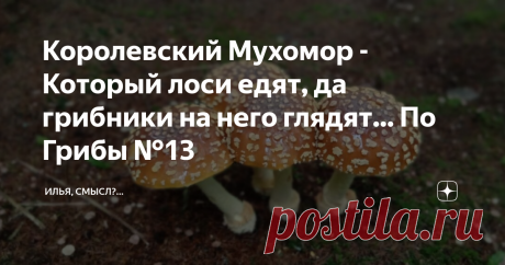 Королевский Мухомор - Который лоси едят, да грибники на него глядят... По Грибы №13 Встретил я таких красавцев в ельнике, красивом и чистом, и решил сделать пару кадров, чтобы показать вам их, немного описания и фото ждут вас в этой статье...
Мухомор, в особенности королевский, таит в себе опасность. Но вместе с этим, он невероятно красивый и интересный. Относится к семейству мухоморовых, виду amanita regalis. Этот гриб не только ядовитый, но и галлюциногенный. И встречается в