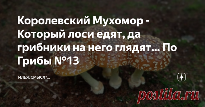 Королевский Мухомор - Который лоси едят, да грибники на него глядят... По Грибы №13 Встретил я таких красавцев в ельнике, красивом и чистом, и решил сделать пару кадров, чтобы показать вам их, немного описания и фото ждут вас в этой статье...
Мухомор, в особенности королевский, таит в себе опасность. Но вместе с этим, он невероятно красивый и интересный. Относится к семейству мухоморовых, виду amanita regalis. Этот гриб не только ядовитый, но и галлюциногенный. И встречается в