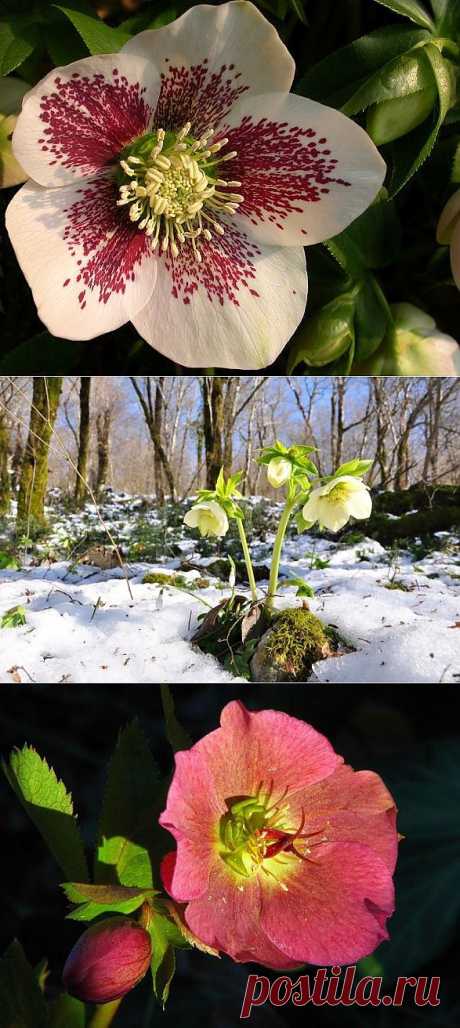 (+1) тема - Морозник | 6 соток