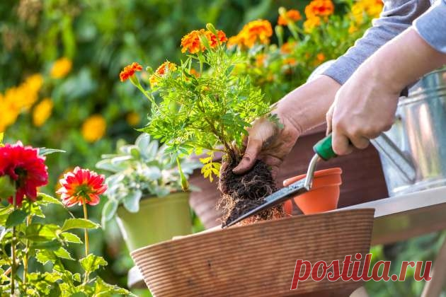 Однолетники: 7 культур посейте в марте!