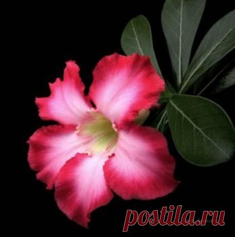 Адениум – Adenium описание и уход на FloralWorld.ru