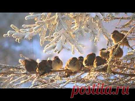 Зимнее утро - YouTube