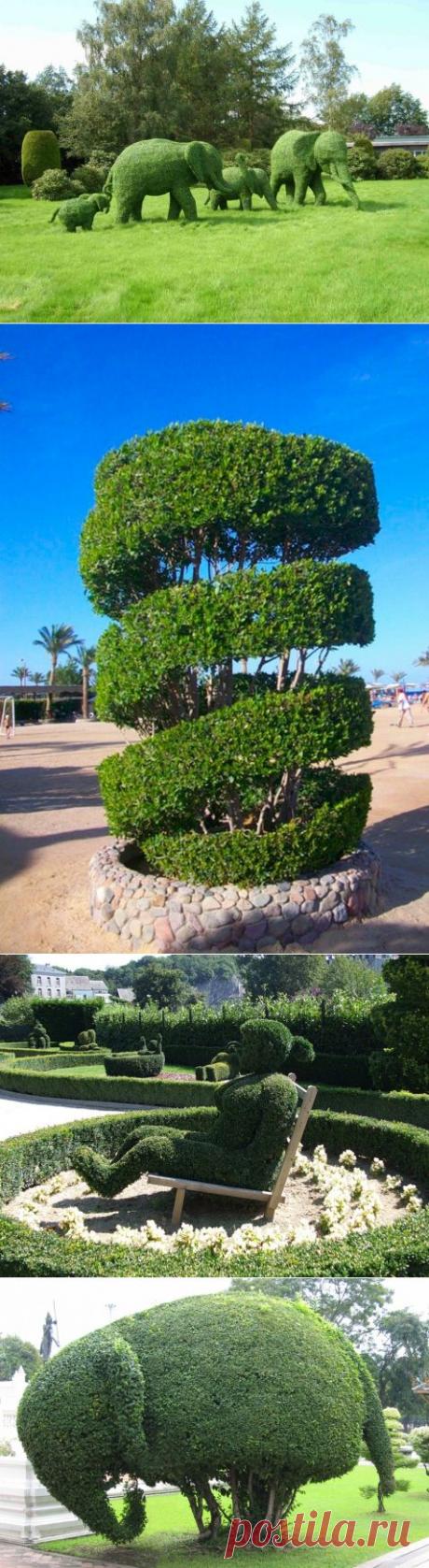 Сайт для любознательных » Фигурная стрижка деревьев — искусство топиари