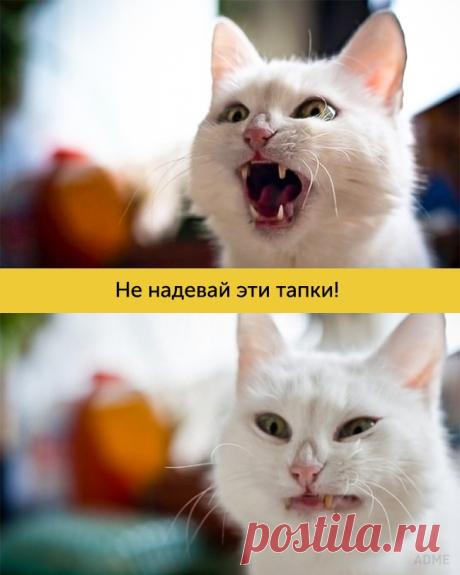 Коты с богатой мимикой
