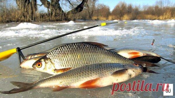 Лучшие приманки для ловли плотвы зимой. Как выбрать? | Блог рыболова | Яндекс Дзен