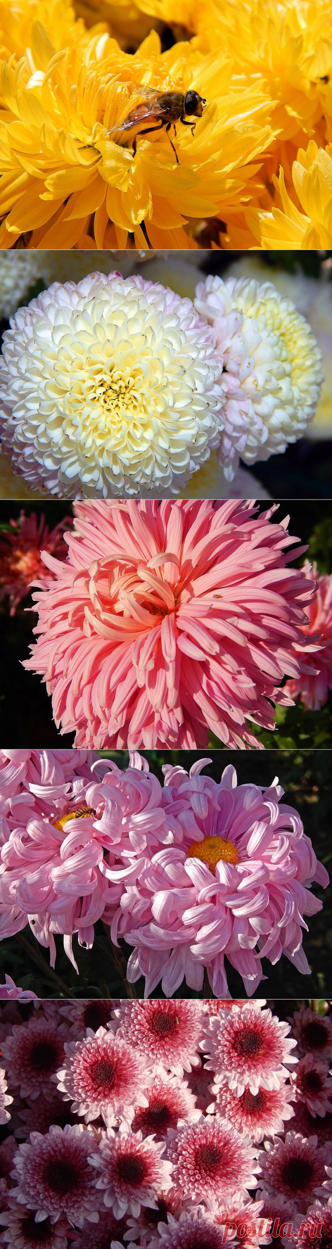 Великолепная хризантема! Выращивание, размножение, уход! - Блог Три и ночка