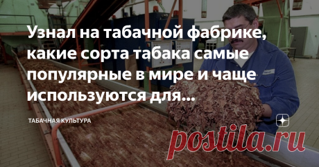 Узнал на табачной фабрике, какие сорта табака самые популярные в мире и чаще используются для производства сигарет Бывает, куришь всю сознательную жизнь и не задумываешься над тем, а чем же всё-таки набивают сигареты. Понятное дело, что табаком, но вопросом в другом. Какой это табак? Где его берут? Какие у него особенности вкуса и аромата? На самом деле, вопросов много, а ответить на них могут единицы. Чтобы разобраться во всех вопросах, связанных с табаком, я обратился к ...