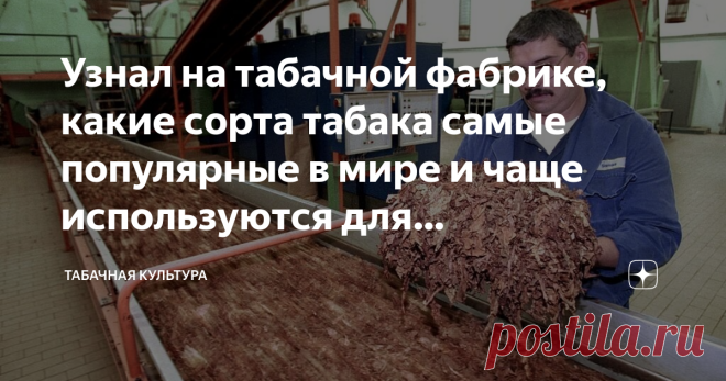 Узнал на табачной фабрике, какие сорта табака самые популярные в мире и чаще используются для производства сигарет Бывает, куришь всю сознательную жизнь и не задумываешься над тем, а чем же всё-таки набивают сигареты. Понятное дело, что табаком, но вопросом в другом. Какой это табак? Где его берут? Какие у него особенности вкуса и аромата? На самом деле, вопросов много, а ответить на них могут единицы. Чтобы разобраться во всех вопросах, связанных с табаком, я обратился к ...