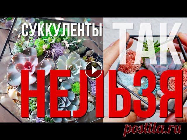 К суккулентам добавлять мох нельзя - это большая ошибка, которую совершают почти все студии, кто делает флорариумы на продажу. Правильный грунт для су...
