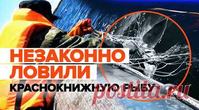 ФСБ задержала ловивших краснокнижную рыбу браконьеров — видео. Сотрудники пограничного управления ФСБ задержали двух мужчин, которые незаконно добывали водные биологические ресурсы на Сахалине. По данным ведомства, браконьеры выловили из залива Байкал 84 экземпляра калуги, которая занесена в Красную книгу России. Ихтиологи признали 37 рыб жизнеспособными и выпустили в естественную среду обитания. В результате ущерб водным биологическим ресурсам составил более 37 млн рублей. Следователи…