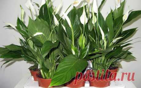 ПОЛЕЙТЕ РАСТЕНИЯ ТАКИМ СРЕДСТВОМ И ОНИ ЧЕРЕЗ ПАРУ ДНЕЙ ОЖИВУТ Полезный совет для цветоводов и просто тех, кто любуется видом сочной зелени домашних растений!