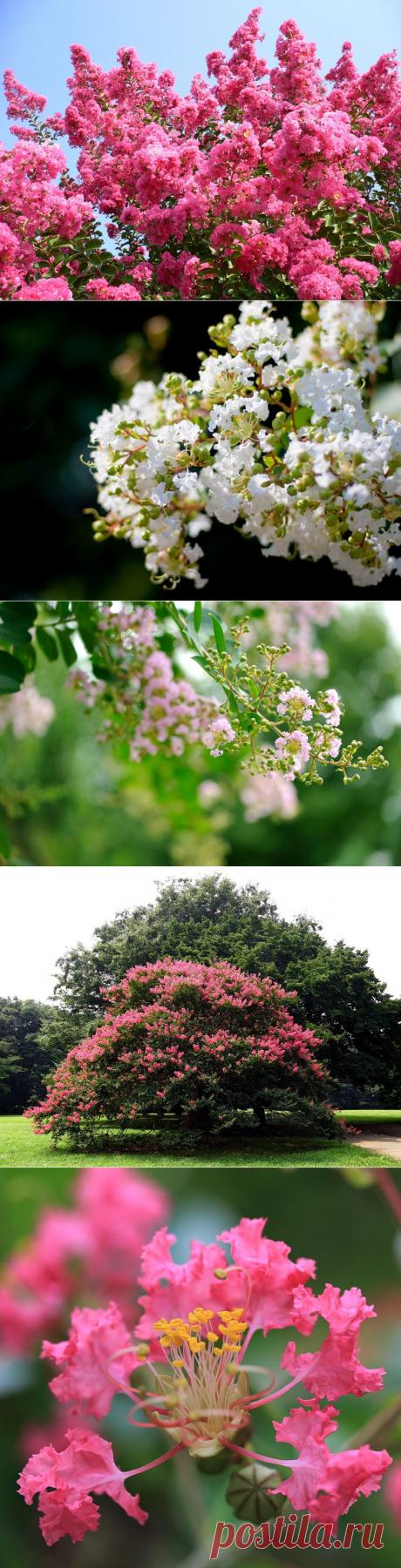 ЛАГЕРСТРЁМИЯ ИНДИЙСКАЯ | Самоцветик