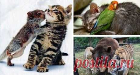 Котенок и совенок