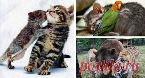 Котенок и совенок