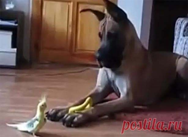 Звериное побоище