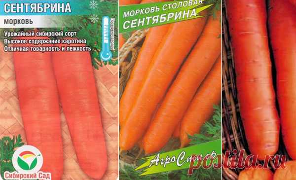 Морковь Сентябрина: описание, отзывы, характеристика сорта, фото, достоинства и недостатки, особенности выращивания, урожайность