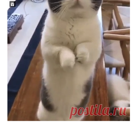 Ну позязя, всего одну котлетку 😼
