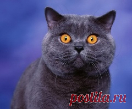 Котофейка
