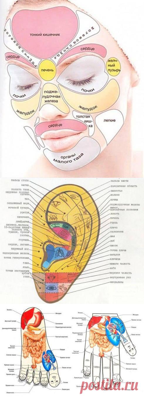 Зоны проекции органов..