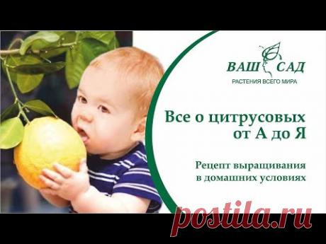 Всё о цитрусовых растениях от А до Я. Уход, полив, обзор ассортимента | Ваш сад