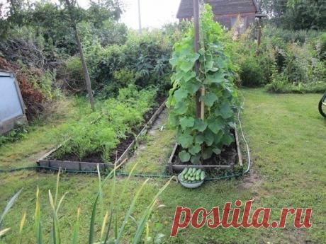 ИНТЕРЕСНО ДЛЯ ТЕХ, У КОГО НЕТ ТЕПЛИЦЫ! | 6 соток