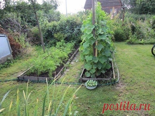 ИНТЕРЕСНО ДЛЯ ТЕХ, У КОГО НЕТ ТЕПЛИЦЫ! | 6 соток