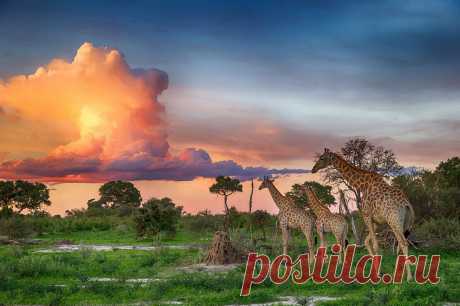 Саванны много не бывает. Обои на рабочий стол.