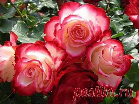(1) Elifce Örgüler