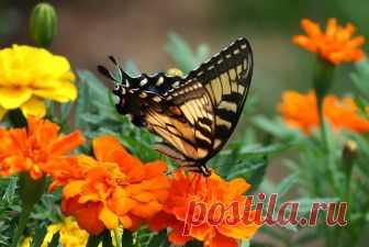 Как замачивать семена цветов перед посадкой? | Дача