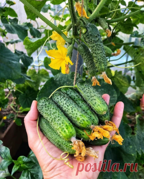 🥒 Сажаю всего 4-6 огурцов, и урожая хватает на всю семью и детям. Способ "грязюка" от моей бабушки | Дачный удачный | Яндекс Дзен