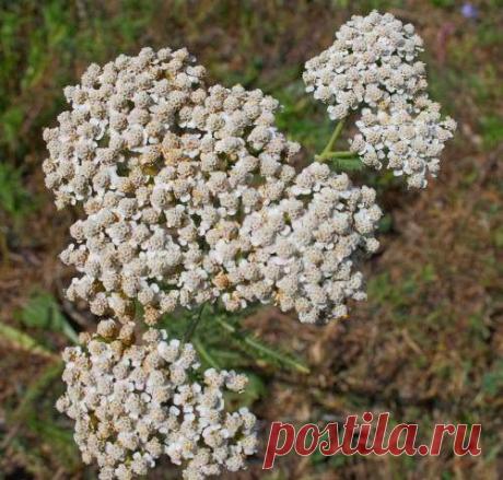 Женское средство