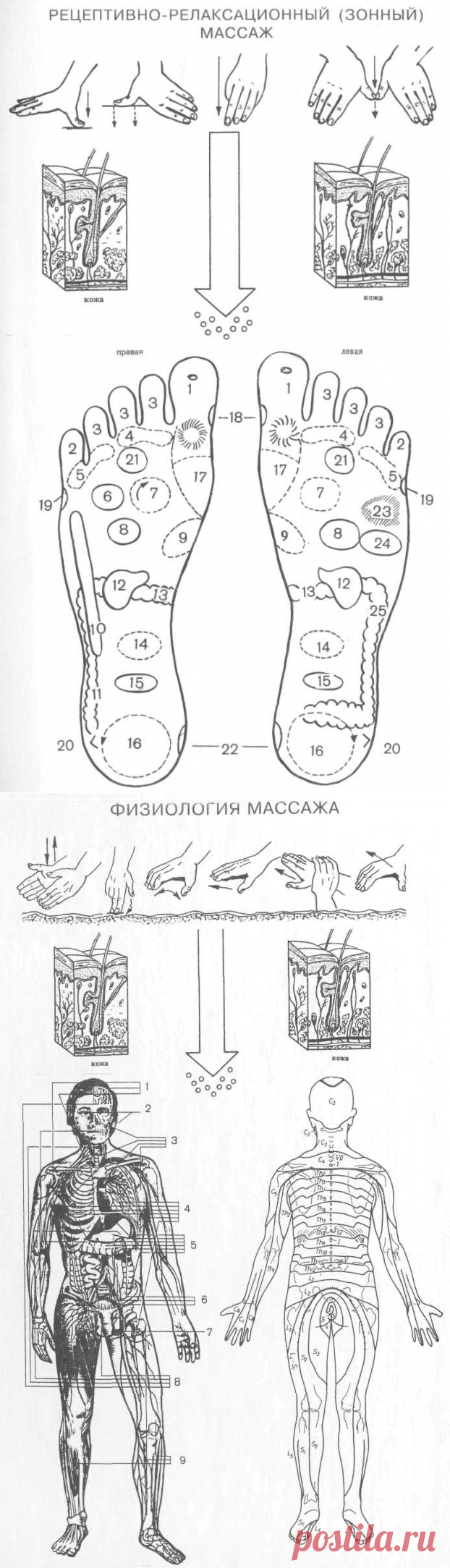 Дубровский В. И. Лечебный массаж: Учеб для студ сред, и высш учеб заведений. 3-е изд., перераб и доп