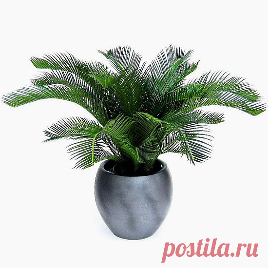 Саговая пальма = Цикас!.
