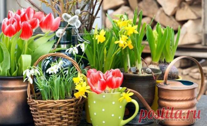 Знать и уметь: выгонка луковичных в домашних условиях