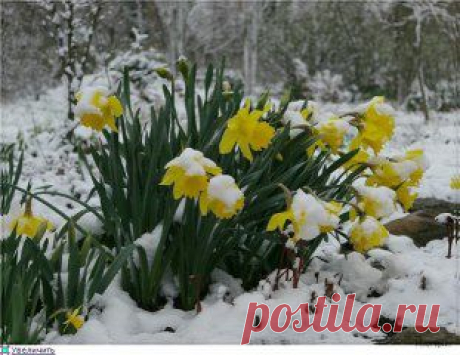 (90) Одноклассники