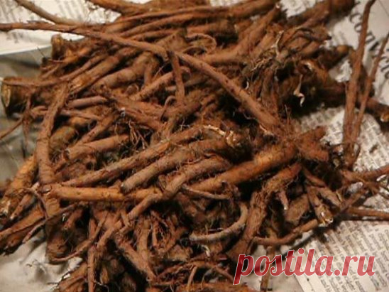 ЭФФЕКТИВНЕЕ ХИМИОТЕРАПИИ: ТРАВА УБИВАЕТ РАКОВЫЕ КЛЕТКИ 
Чай одуванчика действительно способен разрушить раковые клетки и защитить здоровые клетки от рака. 
Эта трава имеет множество лечебных свойств, что делает ее мощным лекарством. Кроме того, чай готовится очень легко. Наши предки использовали его для лечения многих заболеваний, но сегодня самое важное применение корня одуванчика для борьбы с раком. 
Ученые обнаружили, что эффект от корня одуванчика лучше, чем химиотерапии. 
В результате исс