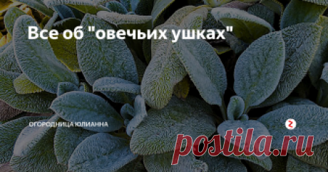 Все об "овечьих ушках" Очень необычно на клумбах смотрится многолетнее растение стахис шерстистый, чистец или как его называют в народе - овечьи ушки.
Растение оживляет грядку своим неординарным видом. Кустики с серебристо-зелеными, как будто «плюшевыми» листьями, украшают цветник до первых заморозков.