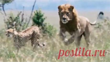 Новое видео с животными - Cмотреть смешное видео, подборки неудач, видео приколы, играть флэш игры онлайн, просматривать смешные и интересные картинки абсолютно бесплатно