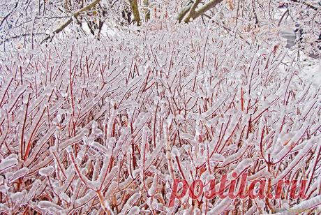 Кустариник во льду