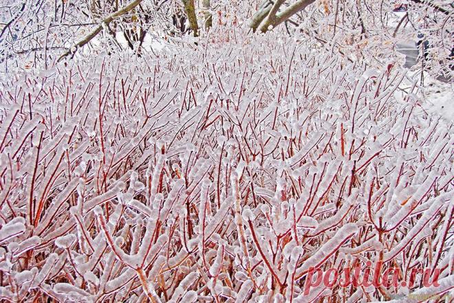 Кустариник во льду