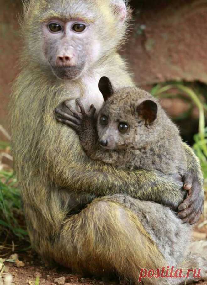 Save Wildlife with Maria - Hlavní stránka