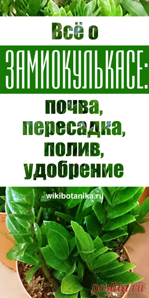 Всё о замиокулькасе