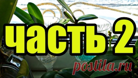 Орхидеи в воде спустя 2 месяца. Часть 3 \ Orchids in water after 2 months