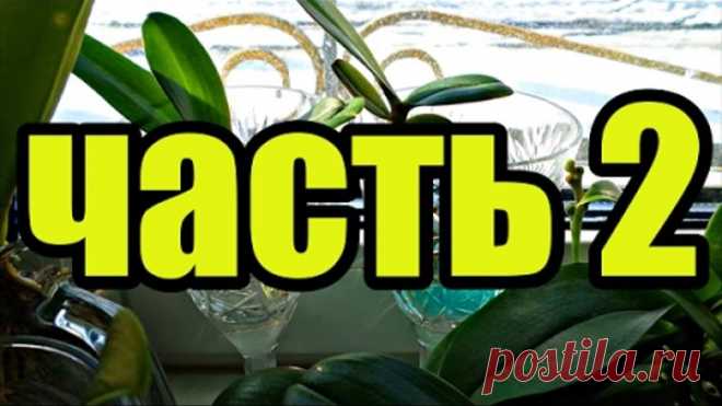 Орхидеи в воде спустя 2 месяца. Часть 3 \ Orchids in water after 2 months